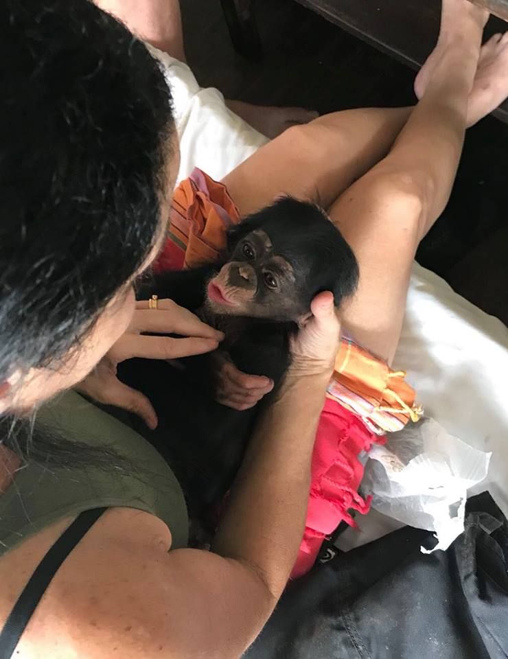 Bebé chimpancé y Jenny