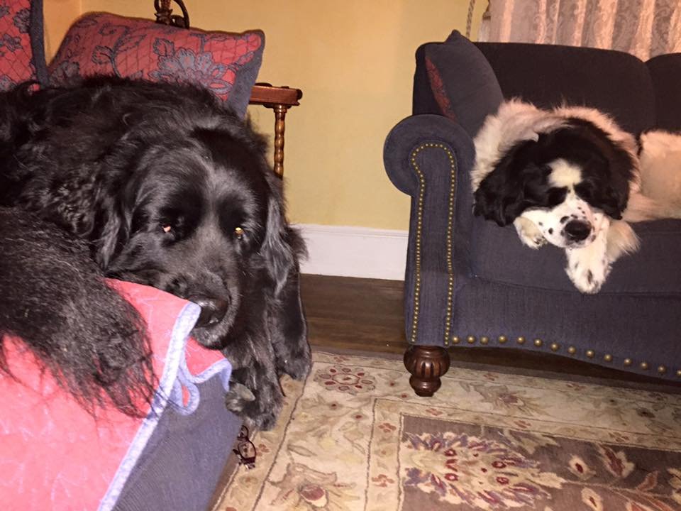 Bella y su hermano Bella y su hermano