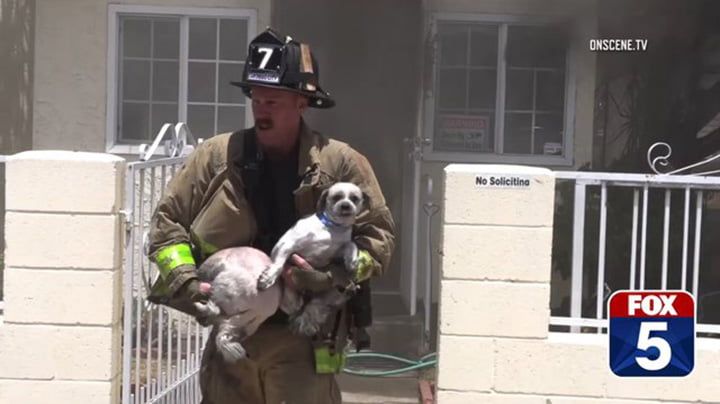 Bombero valiente salva a dos perros
