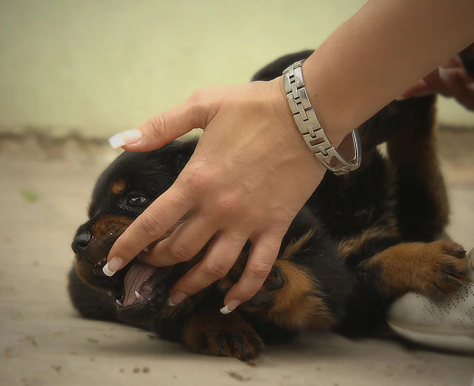 Cachorro jugando