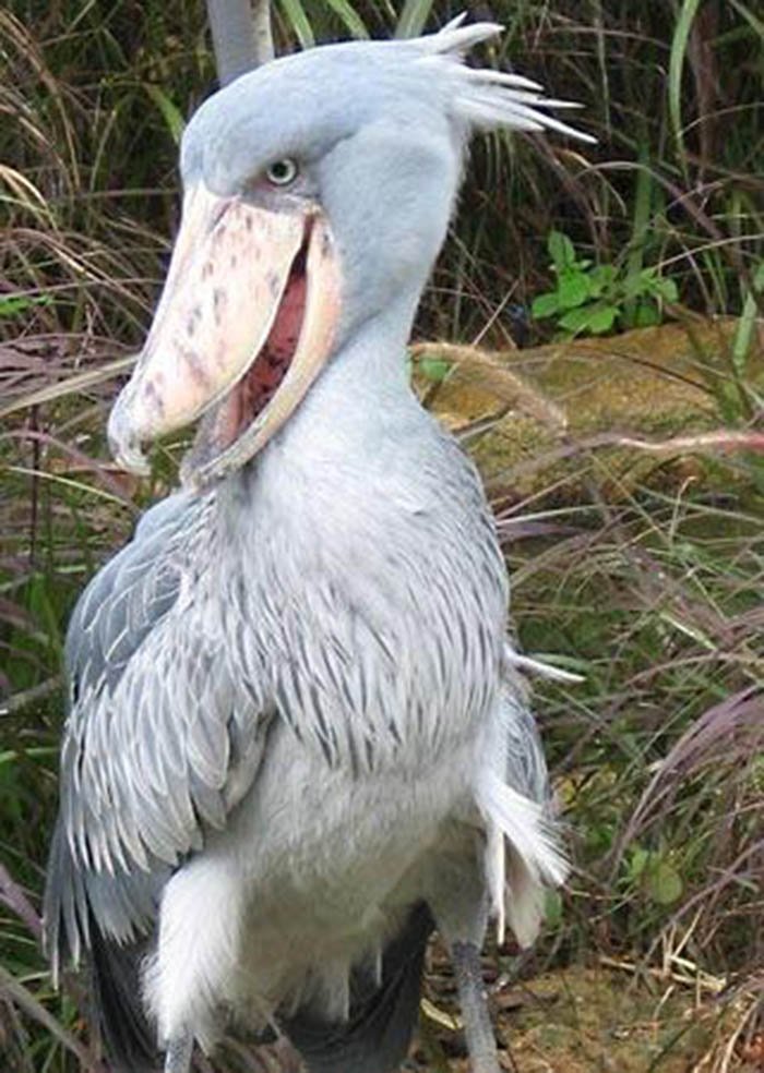 Cigüeña
