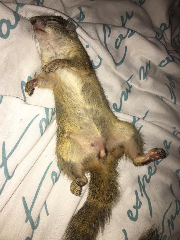 Dingetjie duerme