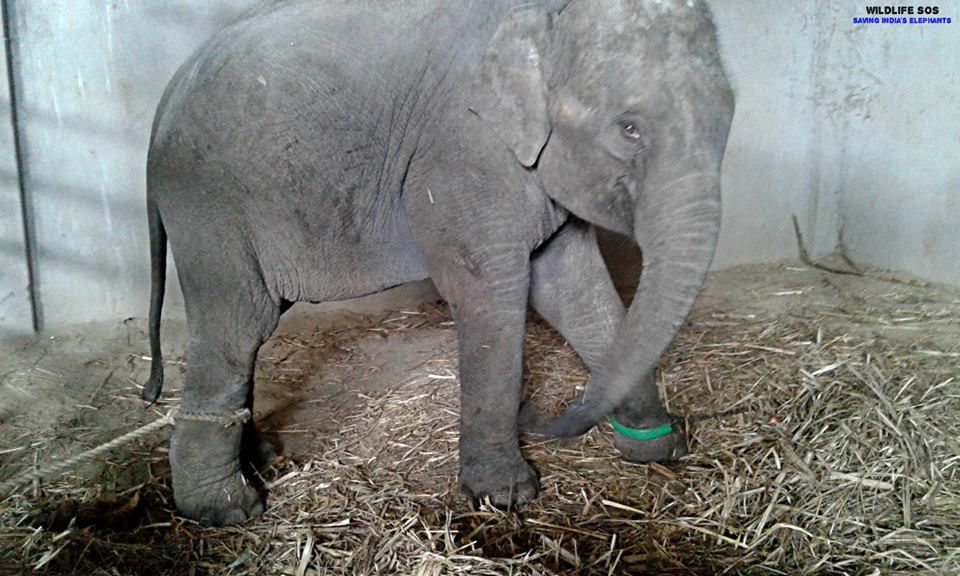 Elefante bebé no deja de llorar por su madre