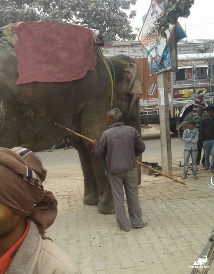 Elefante maltratado