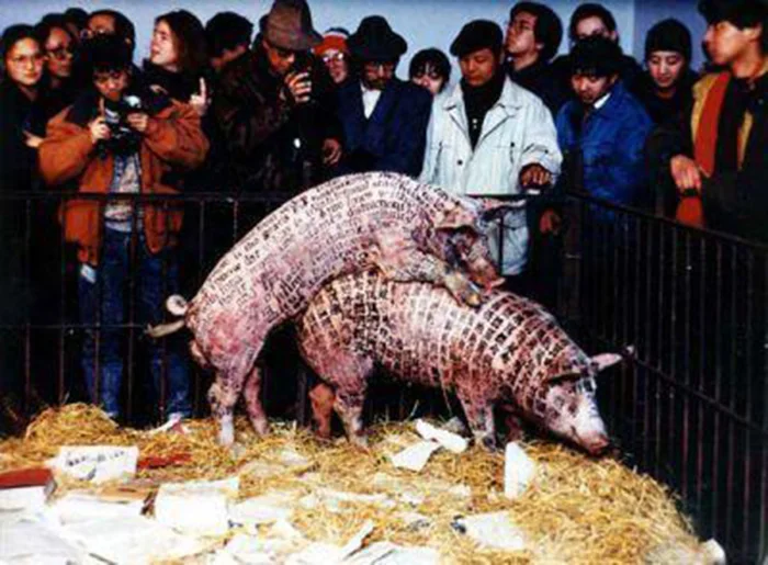 Exhibición cerdos apareándose