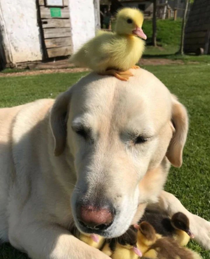 Fred y patitos