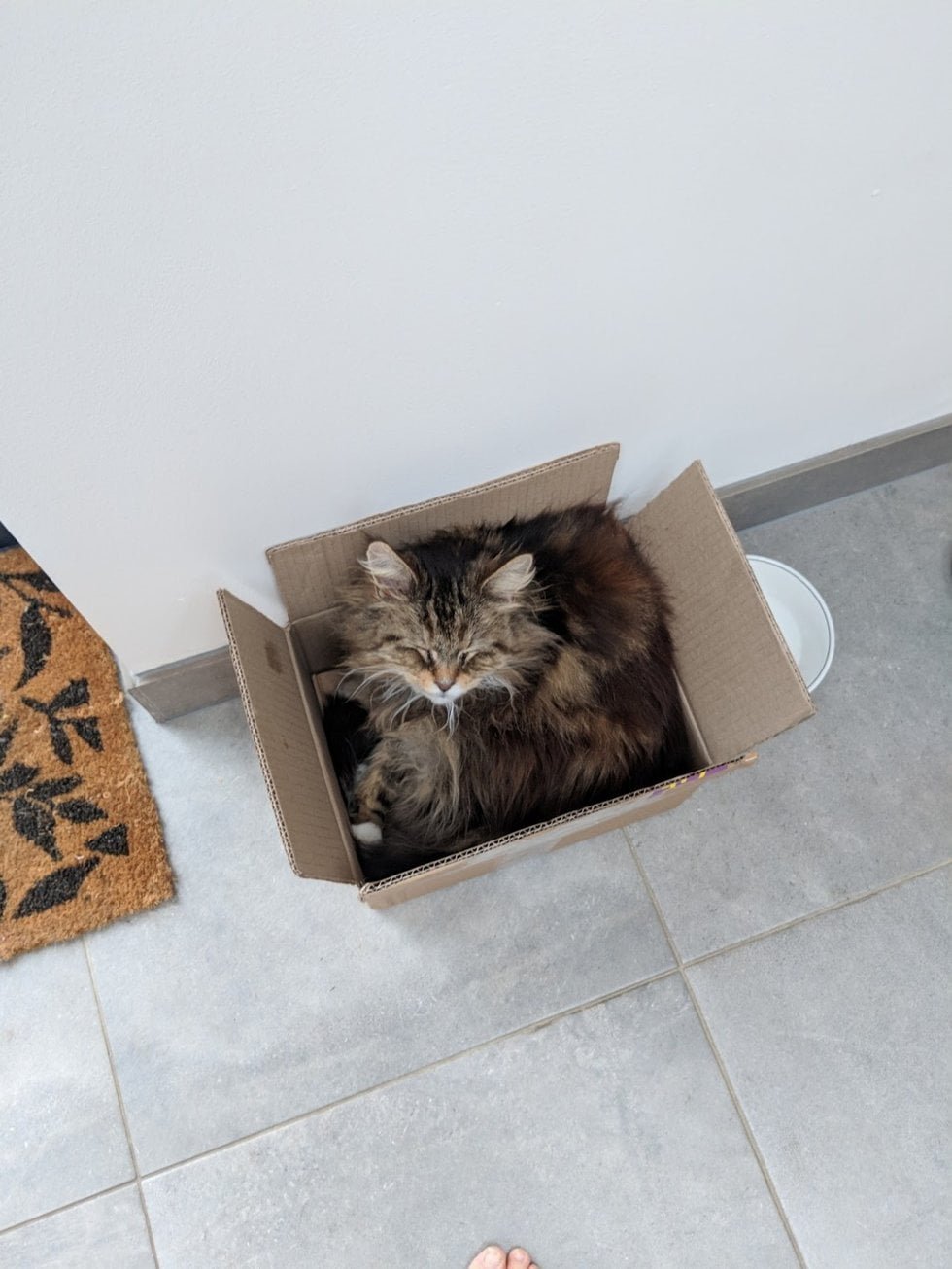 Gata amistosa