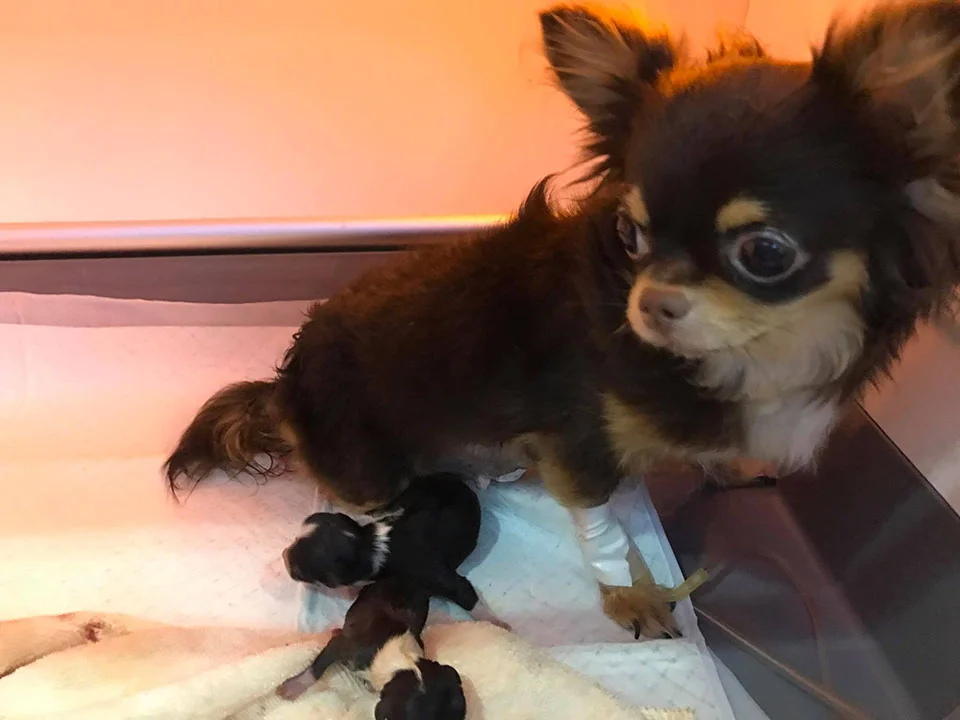 Kuma y sus cachorros Kuma y sus cachorros