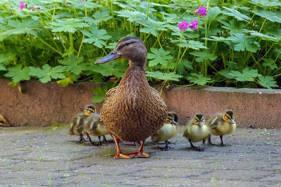 Mamá pato y sus patitos Mamá pato y sus patitos
