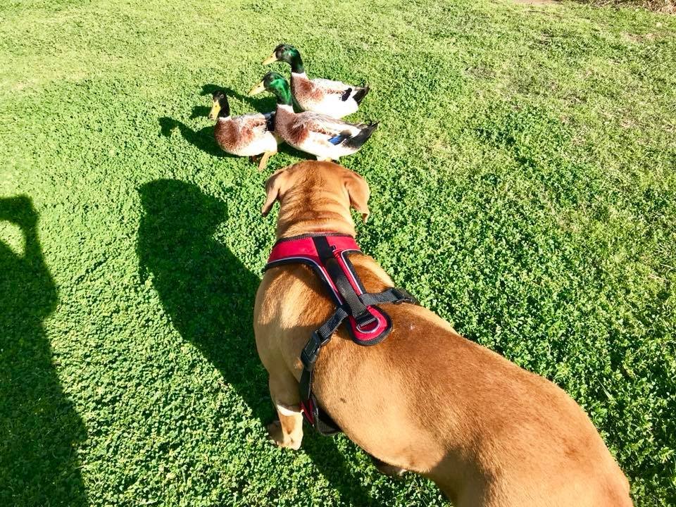 Neno quiere a los patos