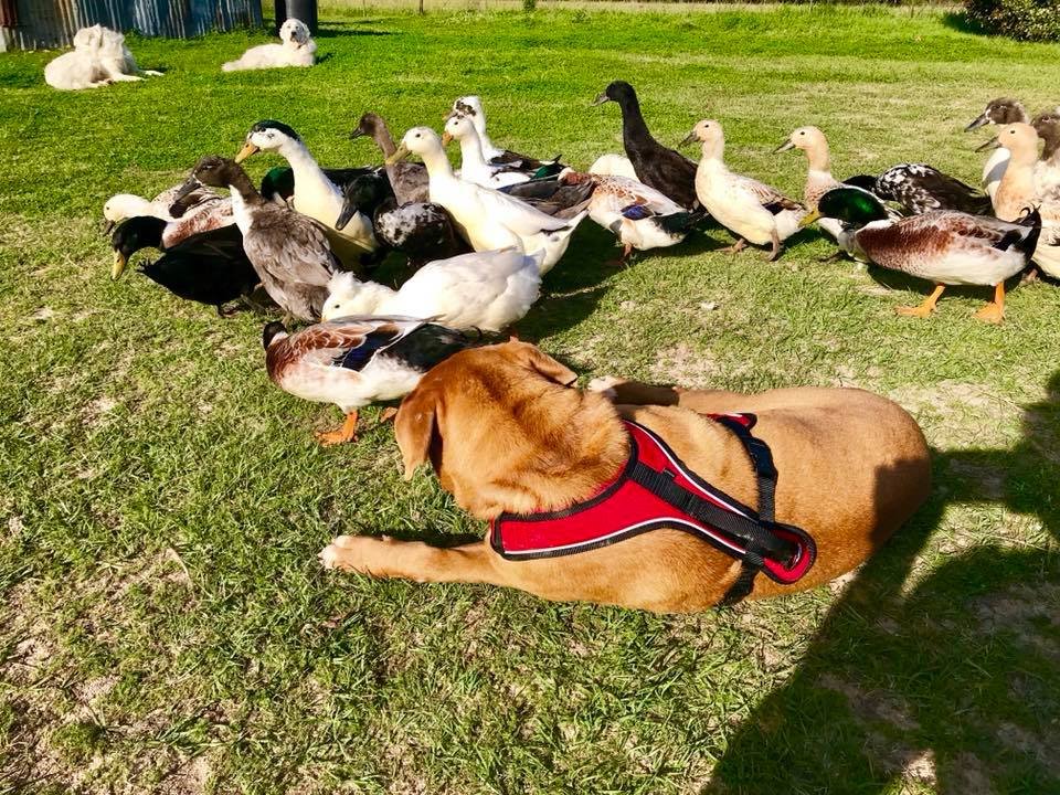 Neno y los patos
