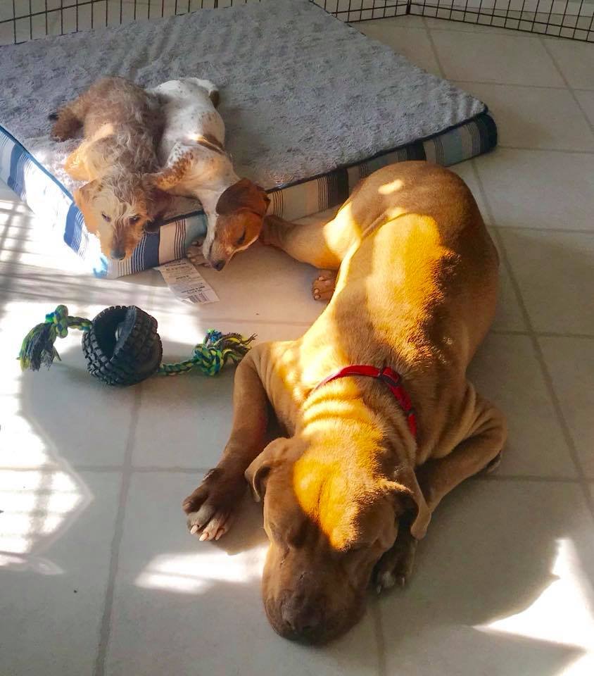 Neno y sus hermanos perros