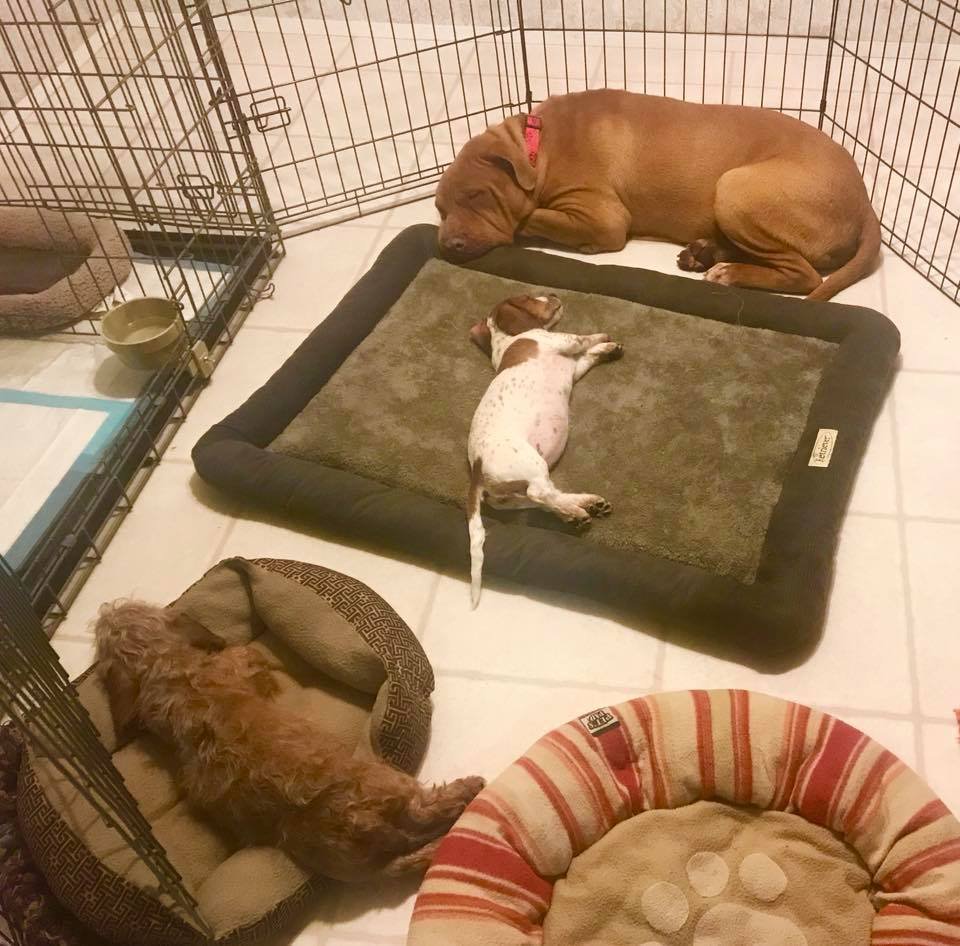 Neno y sus hermanos