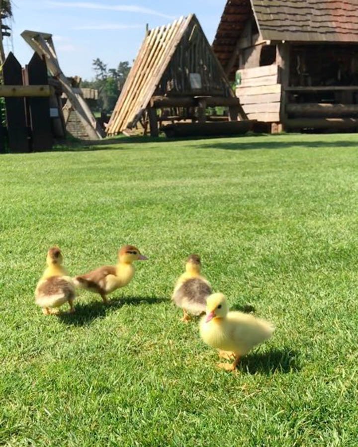 Nueve patitos