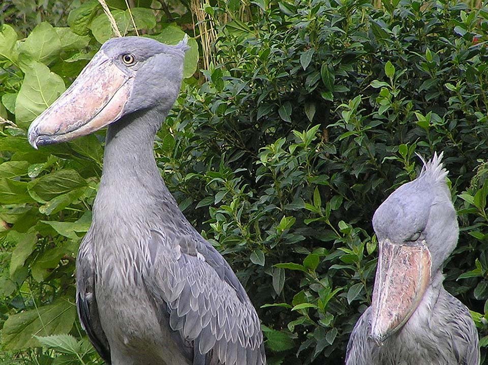 Pareja de Shoebills Pareja de Shoebills