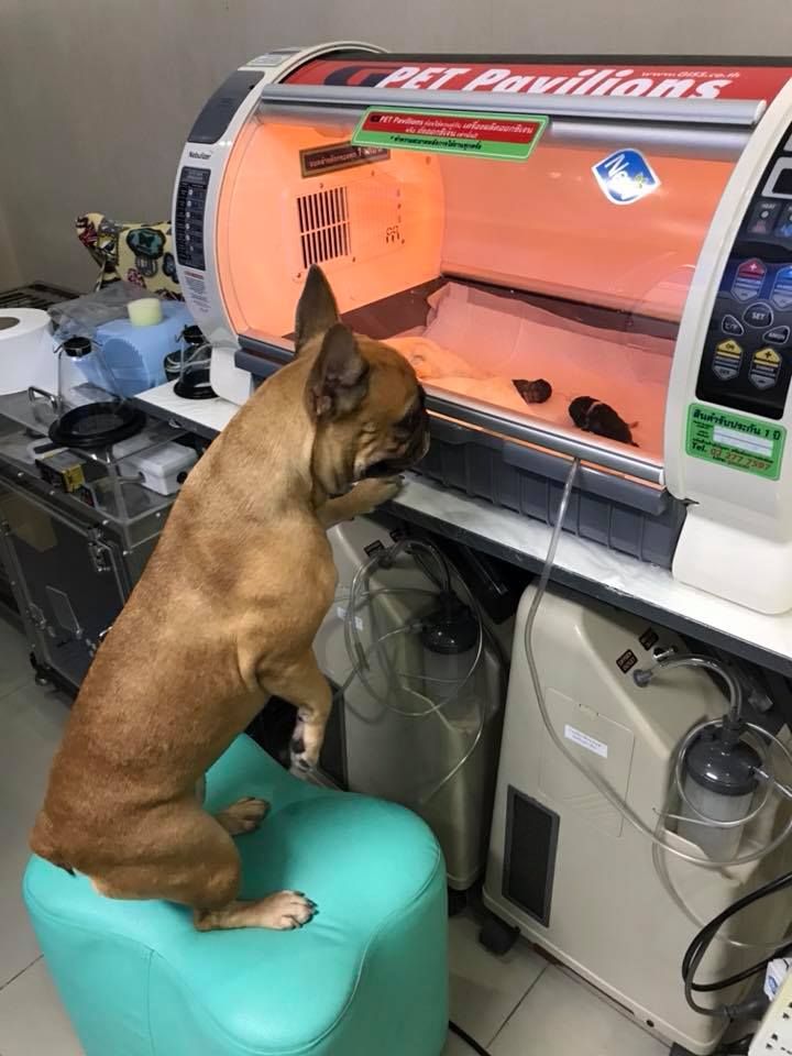 Perrita cuida cachorros en incubadora