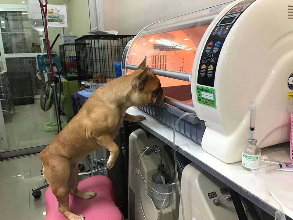 Perrita cuida cachorros Perrita cuida cachorros