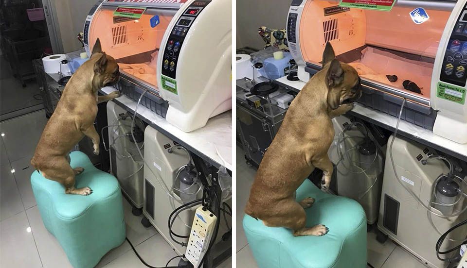 Perrita cuida de cachorros prematuros en una incubadora