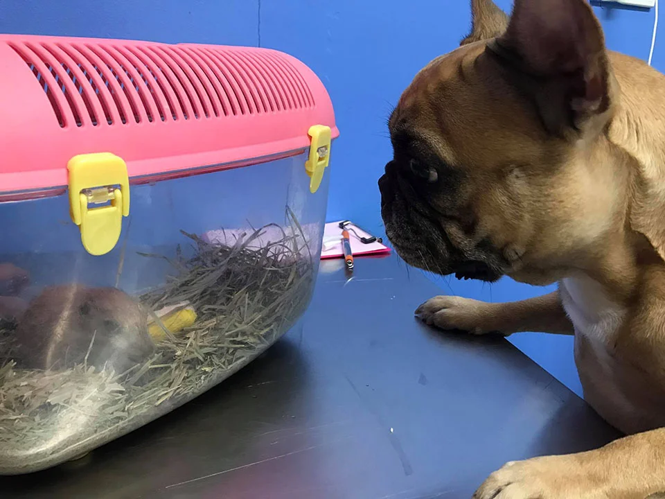 Perrita cuida hamster Perrita cuida hamster