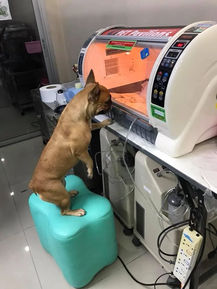 Perrita cuidando cachorros Perrita cuidando cachorros