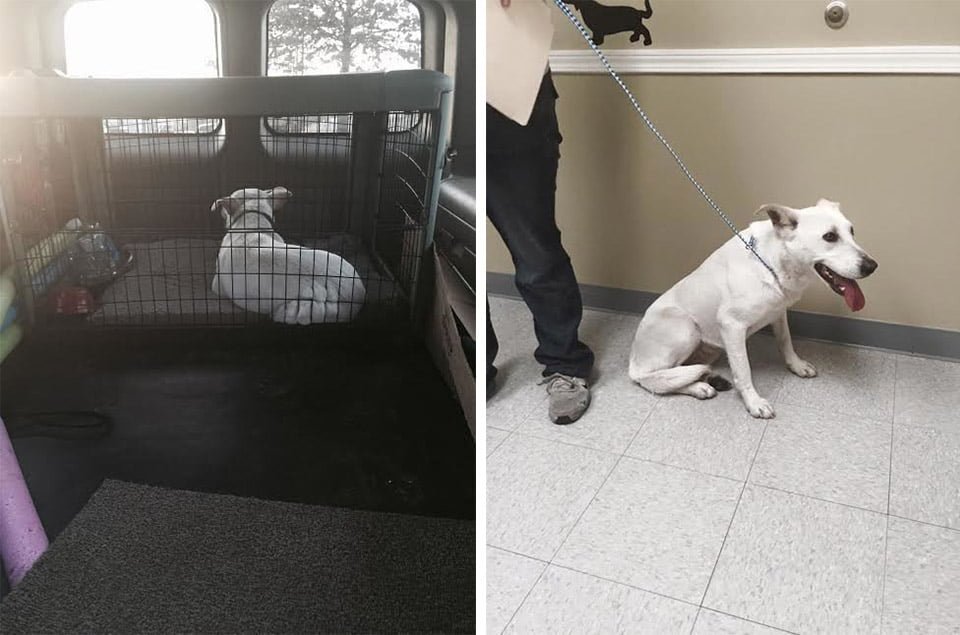 Perrita rescatada