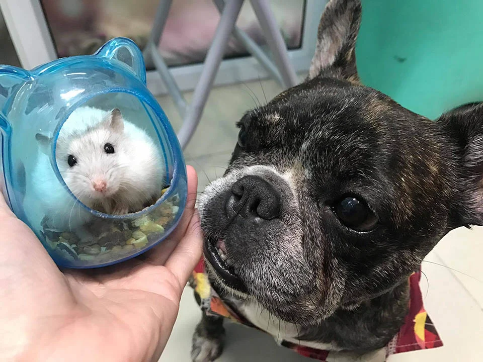 Perrito cuida hamster Perrito cuida hamster