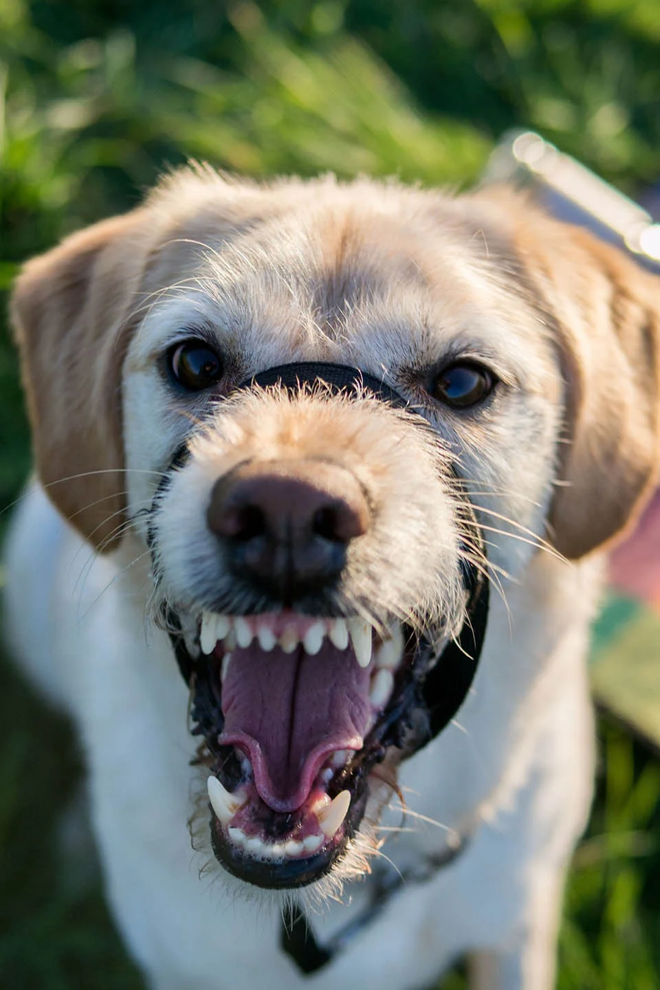Perro agresivo