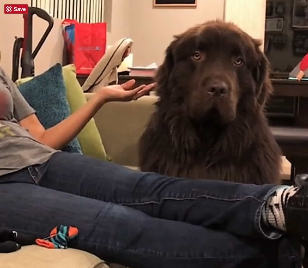 Perro no disculpa a mamá