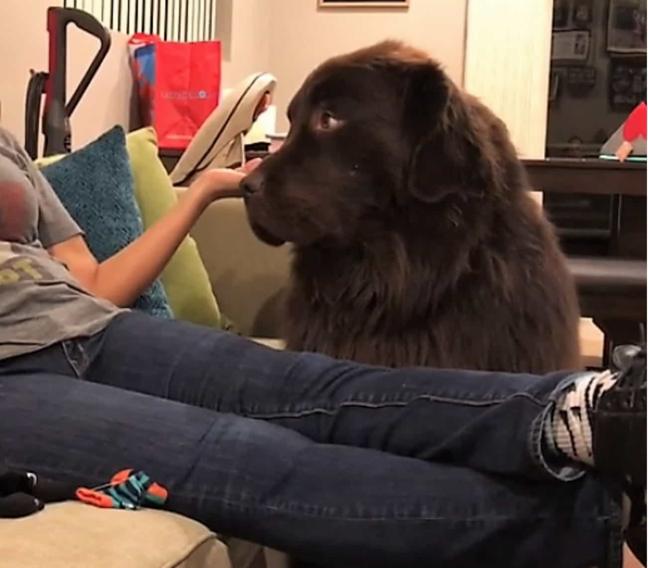 Perro no recibe disculpas