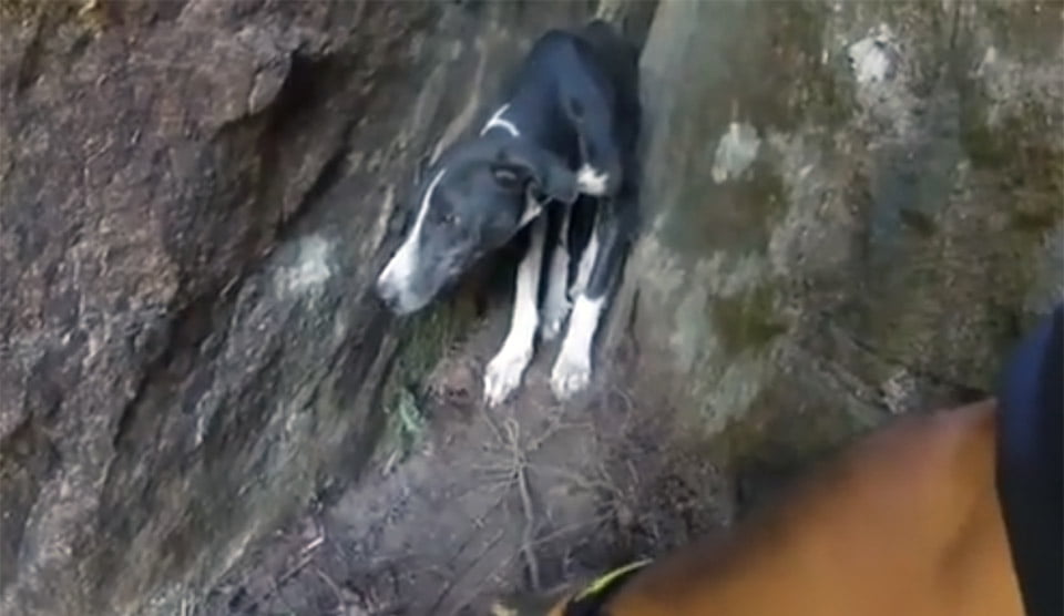 Perro perdido seis días encontrado en acantilado