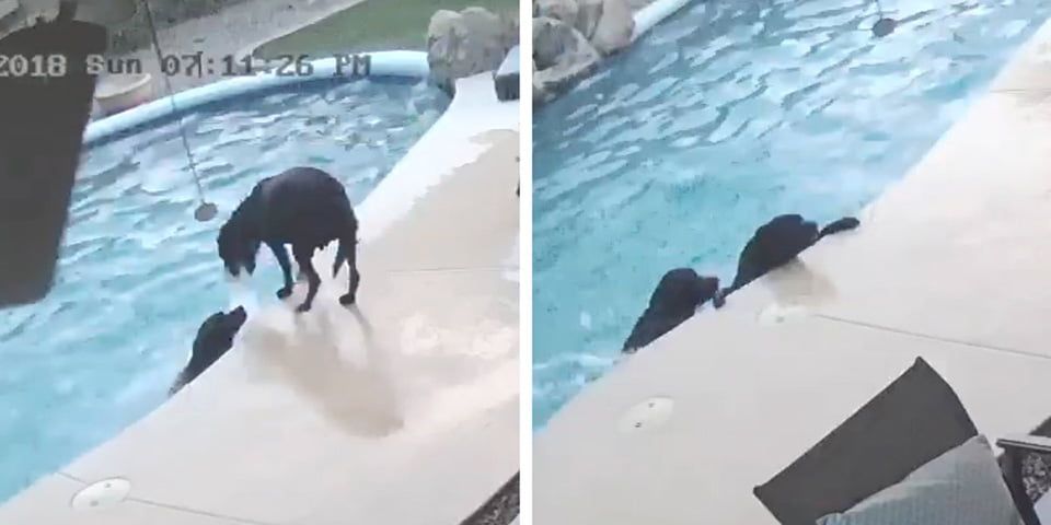 Perro salva a su mejor amigo que cayo a la piscina