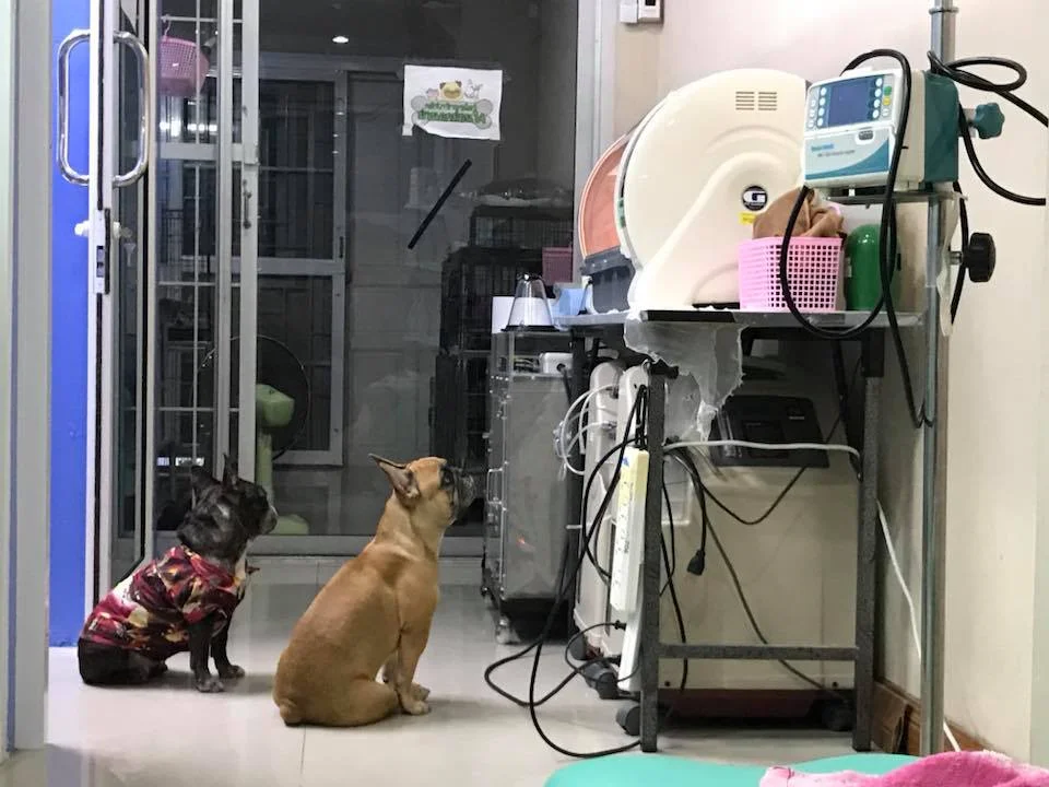 Perros pendientes de cachorros Perros pendientes de cachorros