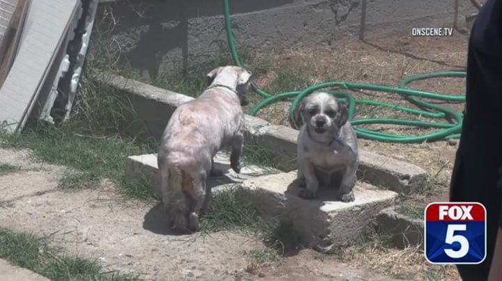 Perros rescatados Perros rescatados