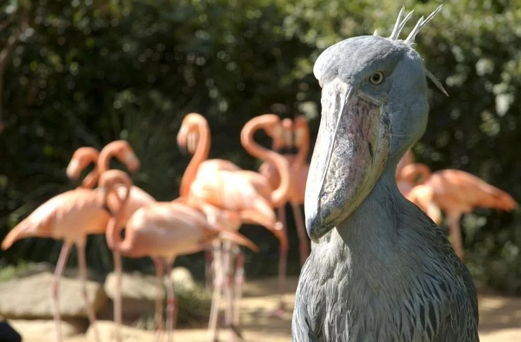 Shoebill storks