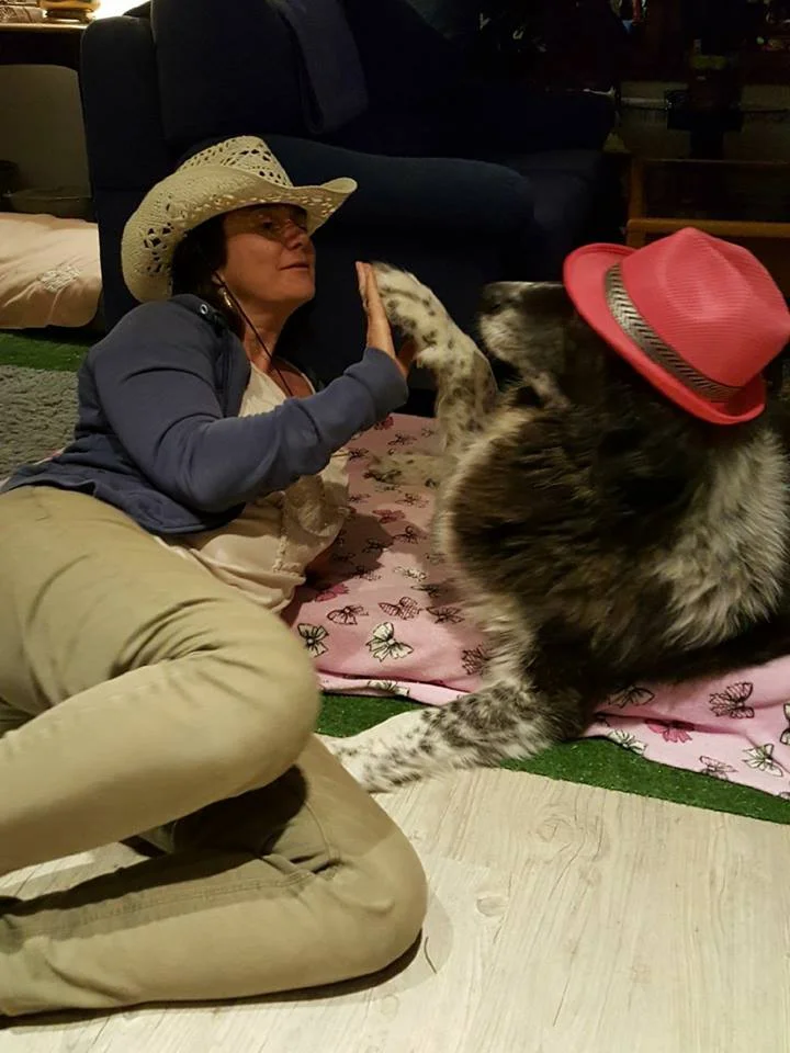 Una perrita de Santiago