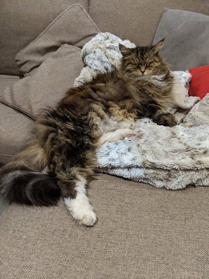 Willow cat