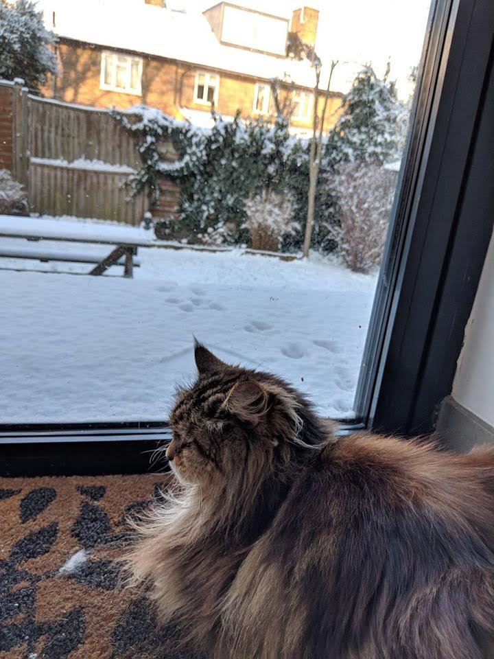 Willow