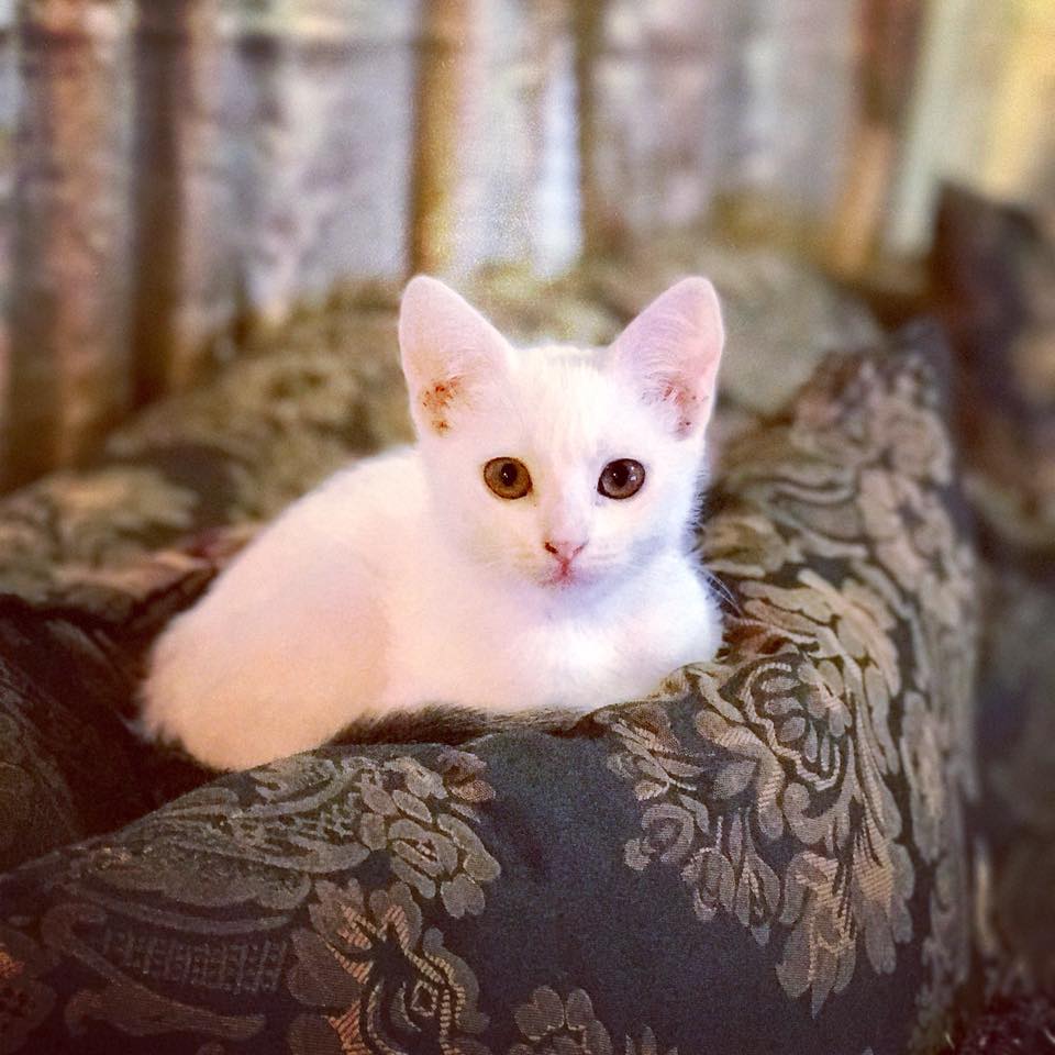 Blanca pequeña Blanca pequeña