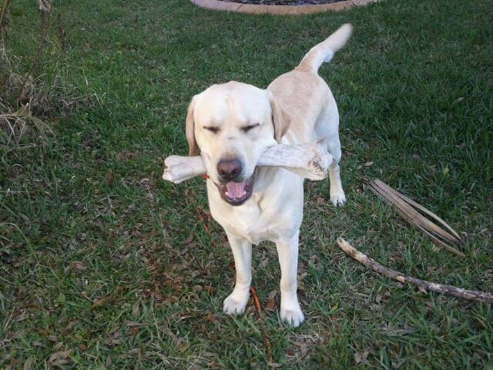 Buen perro ayuda a mamá Buen perro ayuda a mamá