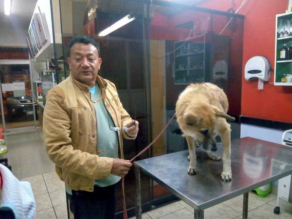 Bumer en el veterinario