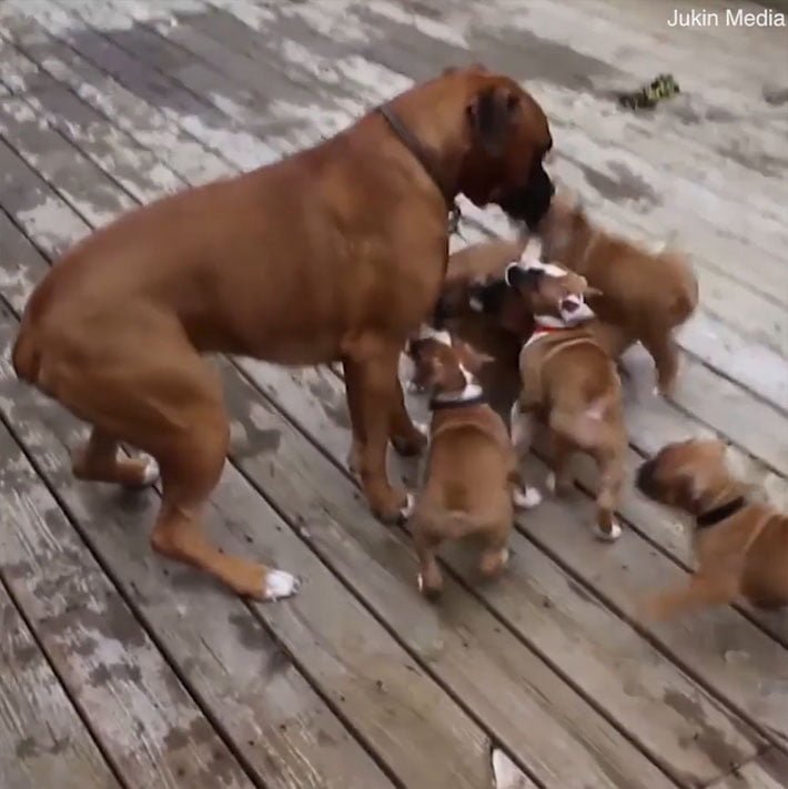 Cachorros y papá