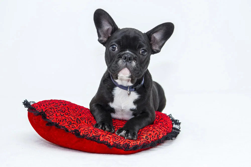 Cama canina