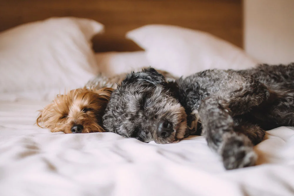 Camas para perros