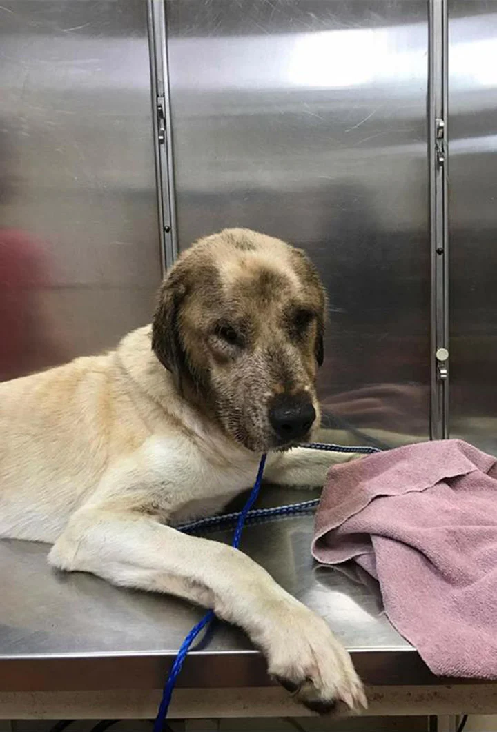 Cheeto en el veterinario