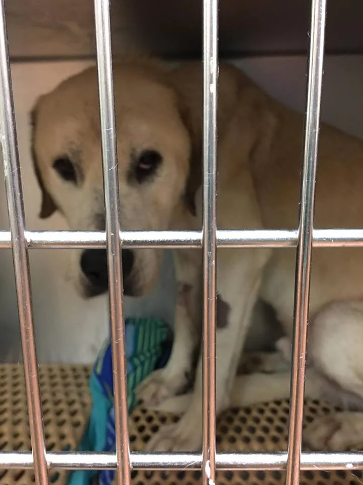 Cheeto en la clínica