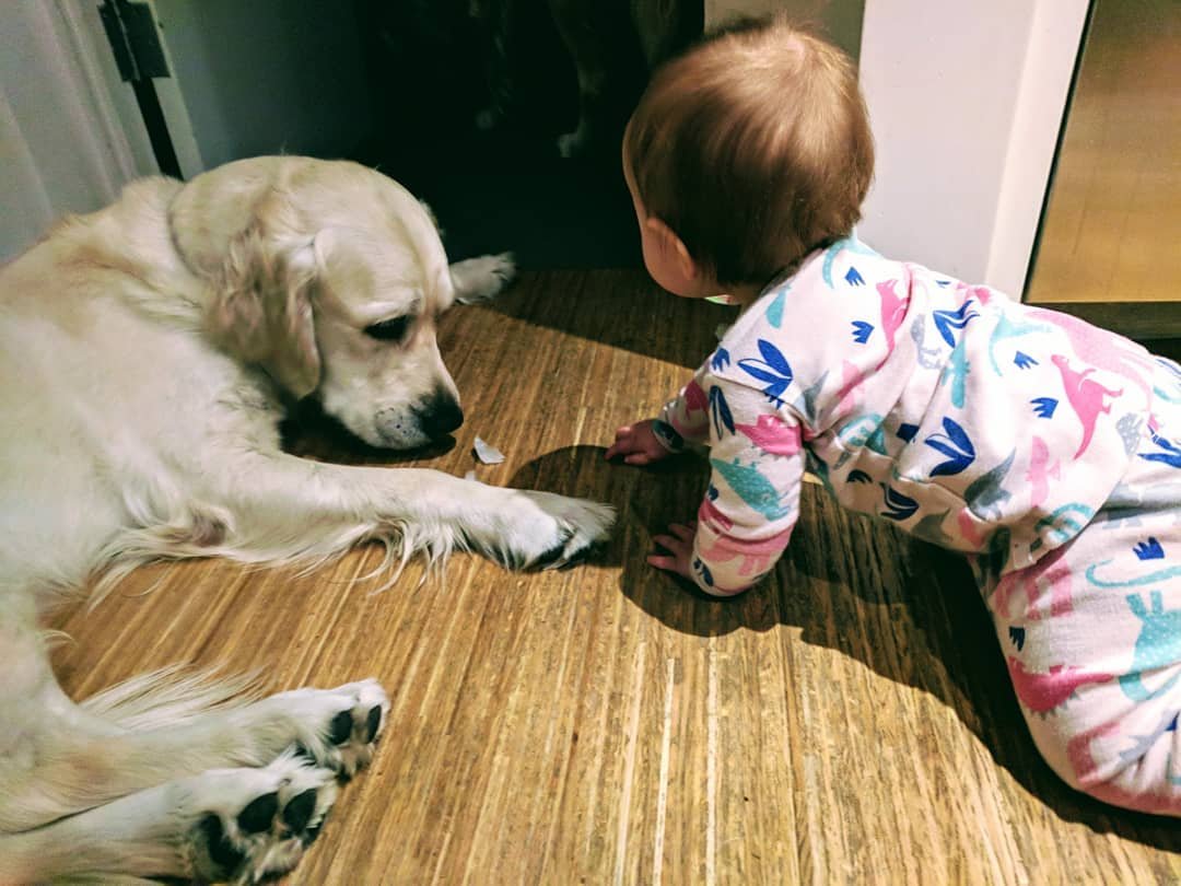 Chloe y sus perros