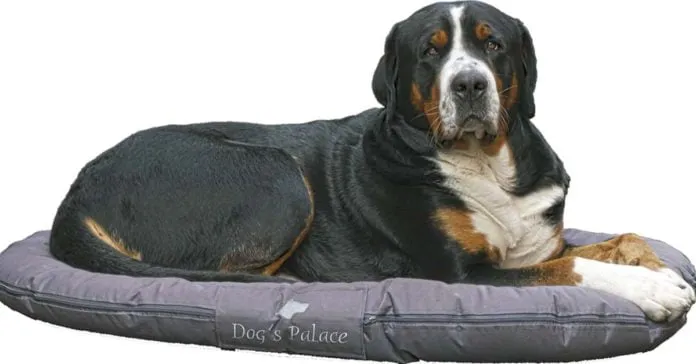 Cómo escoger camas para perros