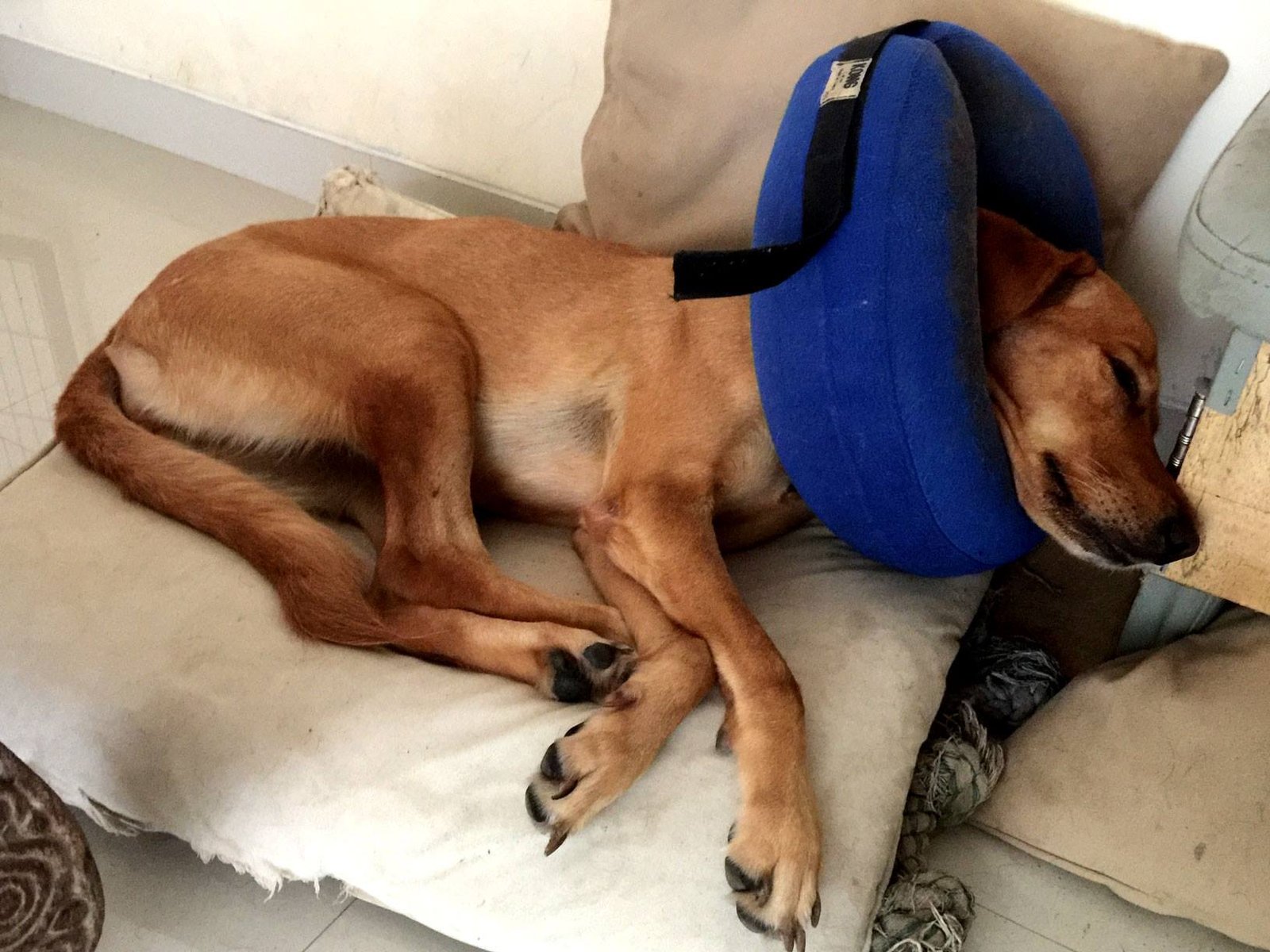 Goldie recuperada Goldie recuperada