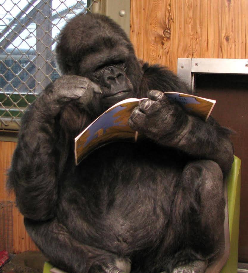 Koko leyendo Koko leyendo