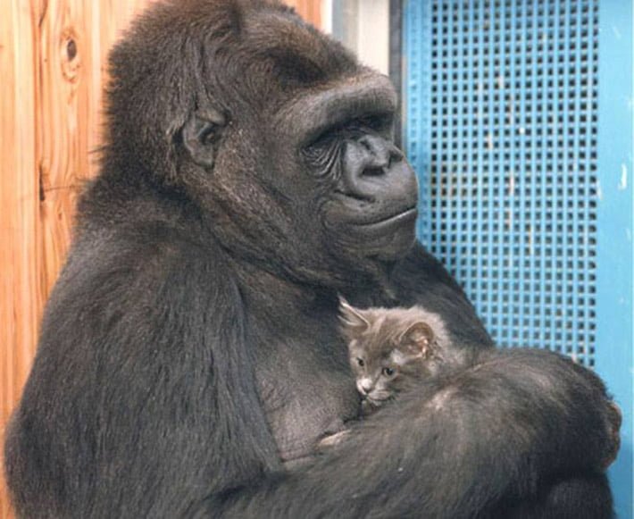 Koko y su gato Koko y su gato